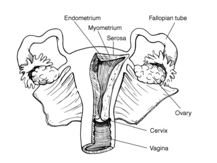 Endometrial Cancer,Endometrial Cancer Diagnosis