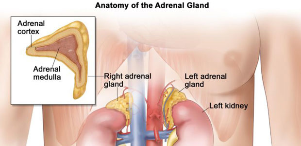 adrenal cancer, symptoms, adrenal cancer treatment, adrenal cancer diagnosis 