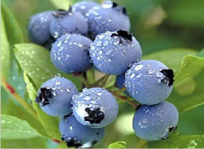 Blueberry, Makanan Anti-Kanker Pertama Amerika Serikat