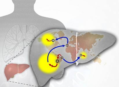 U.S. Scientists Decipher Liver Cancer Gene and Cancer Is Expected to Completely Be Overcome